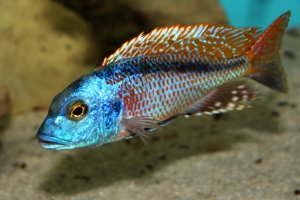 Buccochromis nototaenia - 