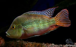 Cribroheros longimanus – R&ouml;dbr&ouml;stciklid