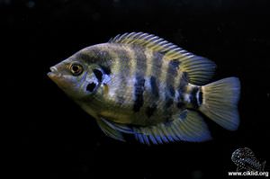 Archocentrus centrarchus – Flygciklid