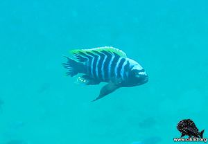 Cynotilapia aurifrons –