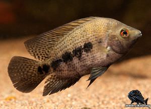 Isthmoheros tuyrensis –