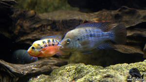 Amphilophus istlanus – Papagallo, Papagayo, Red-side Cichlid, Mojarra del Balsas