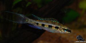 Dicrossus filamentosus – Lyrstjärtsschackbräde, schackbrädesciklid