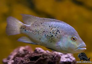 Herichthys bartoni – Bartons ciklid, Media Lunaciklid, Mojarra caracolera (Mexiko)