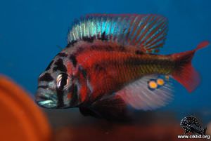 Haplochromis sp. "fire red" – red fire, fire