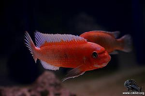 Labeotropheus trewavasae – Red top trewavasae, liten näbbciklid