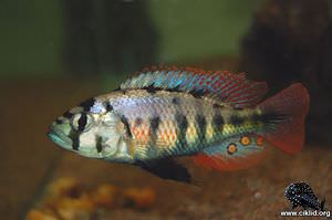 Neochromis nigricans –