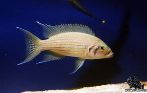 Neolamprologus olivaceous  –