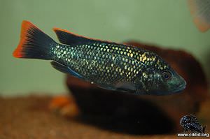 Oreochromis shiranus shiranus –