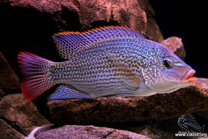 Oreochromis tanganicae –