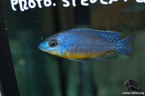 Protomelas sp. "steveni imperial" – Steveni eastern