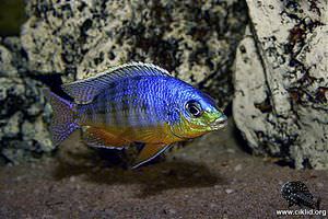 Protomelas virgatus –