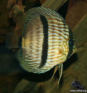 Symphysodon discus – Heckel, Äkta diskus, Heckeldiskus