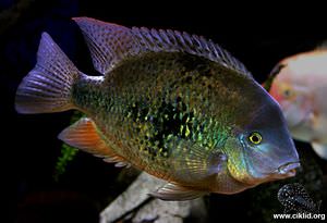 Kihnichthys ufermanni –