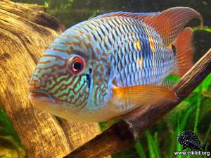 Aequidens sp. "jenaro herrera" –