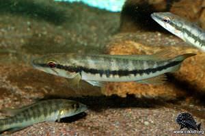 Crenicichla jaguarensis – jaguar-pikciklid, Jaguar pike cichlid