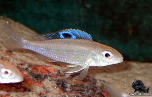 Ectodus sp. "descampsii ndole" – ndole-descampsii