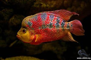 Flowerhorn "" – Flowerhorn