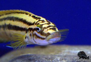 Julidochromis regani –