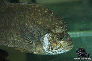 Ptychochromoides betsileanus –