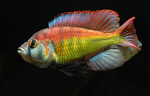 Haplochromis sp. "red back scraper"