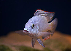 Lethrinops lethrinus