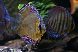 Diskus
Symphysodon aequifasciatus Tefe samt Alenquer