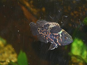 121230

Astronotus occelatus. Tiger