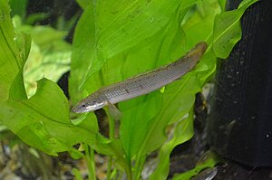 121230

Polypterus senegalus