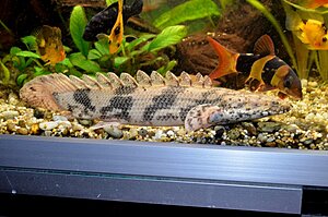 130113

Polypterus endlicheri