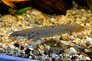 130113

Polypterus senegalus