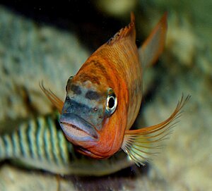 Petrochromis sp red Luagala Point