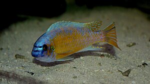 Labeotropheus fuelleborni Katale