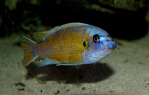 Labeotropheus fuelleborni Katale