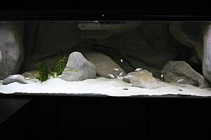 My 960l tank. Redecorated ni May '13