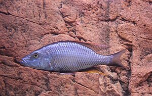 compressiceps