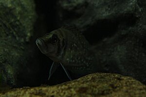 Altolamprologus Calvus black Zaire