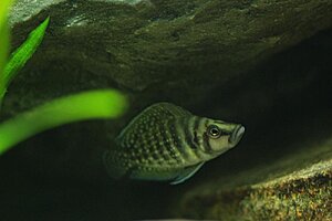 Altolamprologus Calvus black Zaire