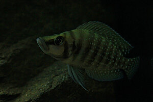 Altolamprologus Calvus black Zaire