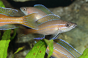 Paracyprichromis nigripinnis