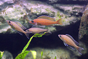 Paracyprichromis nigripinnis