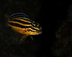 Julidochromis Regani "Kipili"