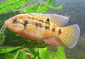 Pelmatochromis nigrofasciatus