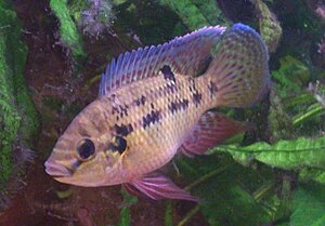 Pelmatochromis nigrofasciatus