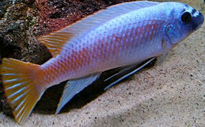 Labeotropheus trewavasae maisoni reef vf male