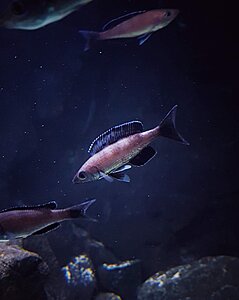 Cyprichromis lemptosoma kitumba