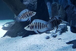 Altolamprologus Calvus black F1